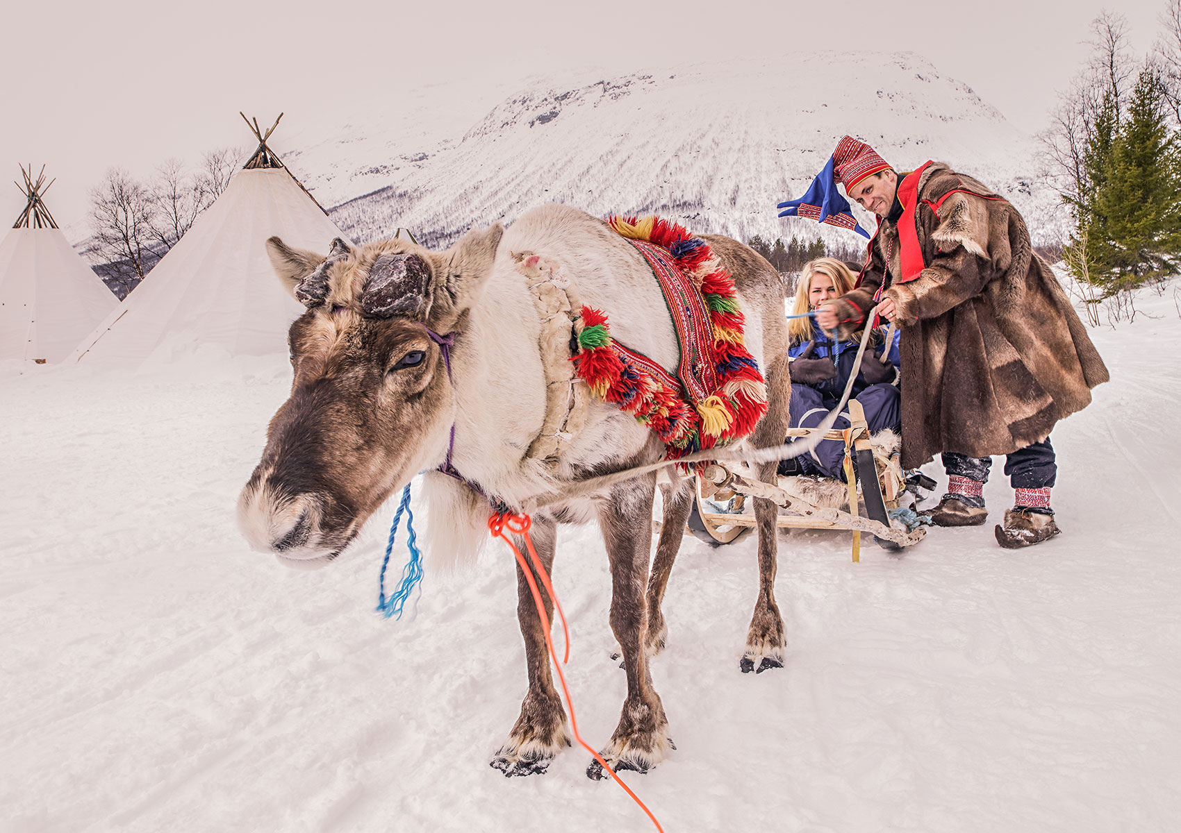 Elk sledge and person in traditional Sami clothing